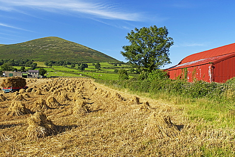 Oat stooks, Knockshee, Mourne Mountains, County Down, Ulster, Northern Ireland, United Kingdom, Europe