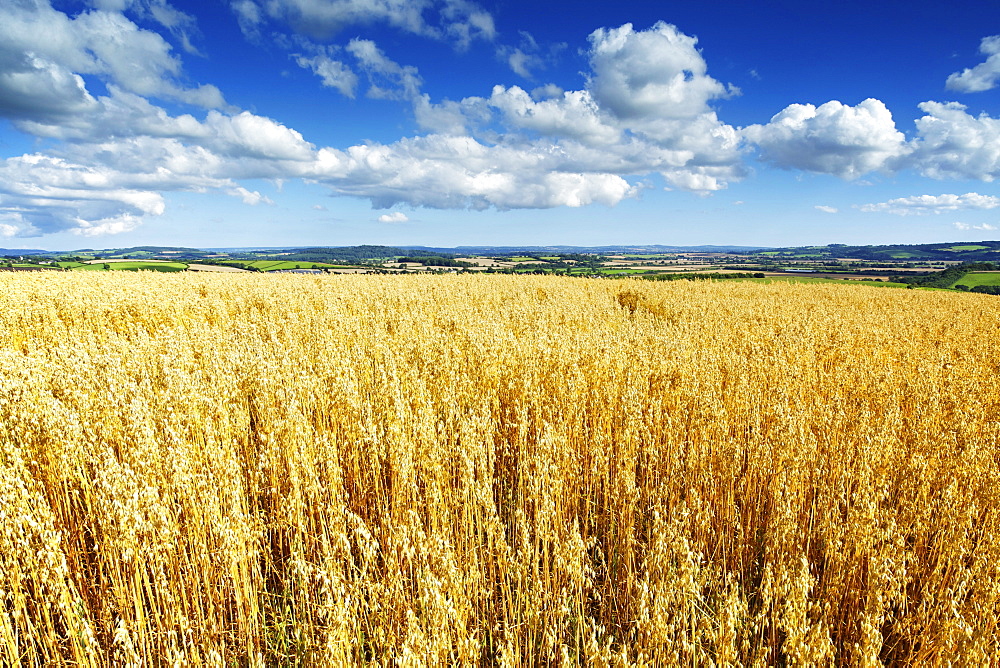 Oat Field, Thorverton, Devon, England, United Kingdom, Europe