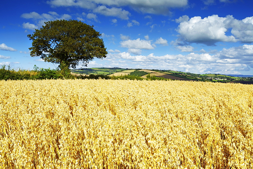 Oat Field, Thorverton, Devon, England, United Kingdom, Europe