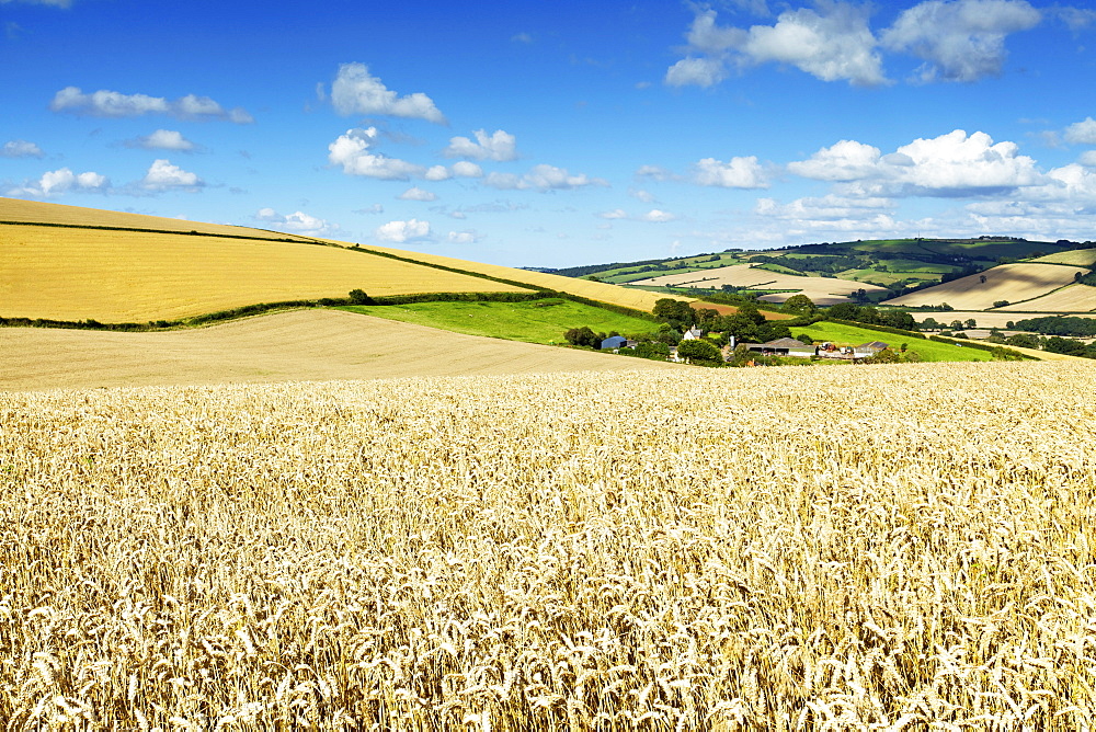 Summer Fields, Thorverton, Devon, England, United Kingdom, Europe