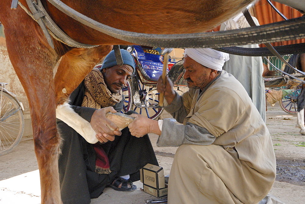 Horse shoeing, Luxor, Egypt, North Africa, Africa