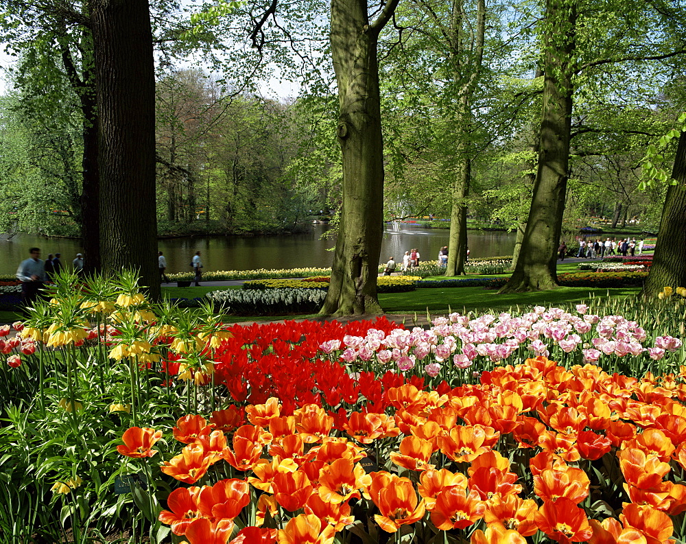 Tulips, Keukenhof Gardens, Lisse, Holland, Europe