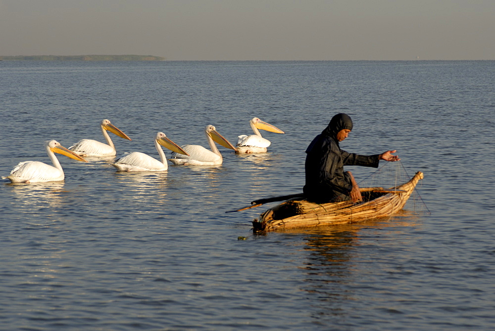 Papyrus boat, fisherman, pelicans, Lake Tana, Ethiopia, Africa