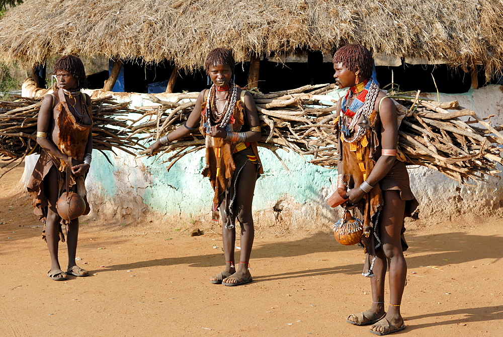 Women carrying wood, Hamer tribe, Turmi, Ethiopia, Africa