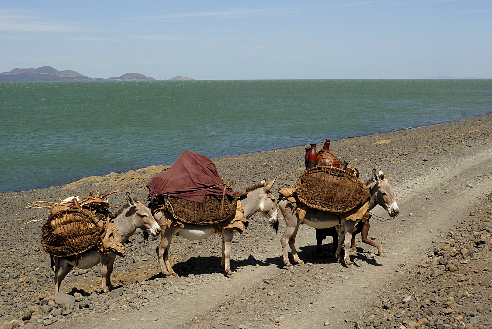 Donkeys, Lake Turkana, Kenya, East Africa, AFrica