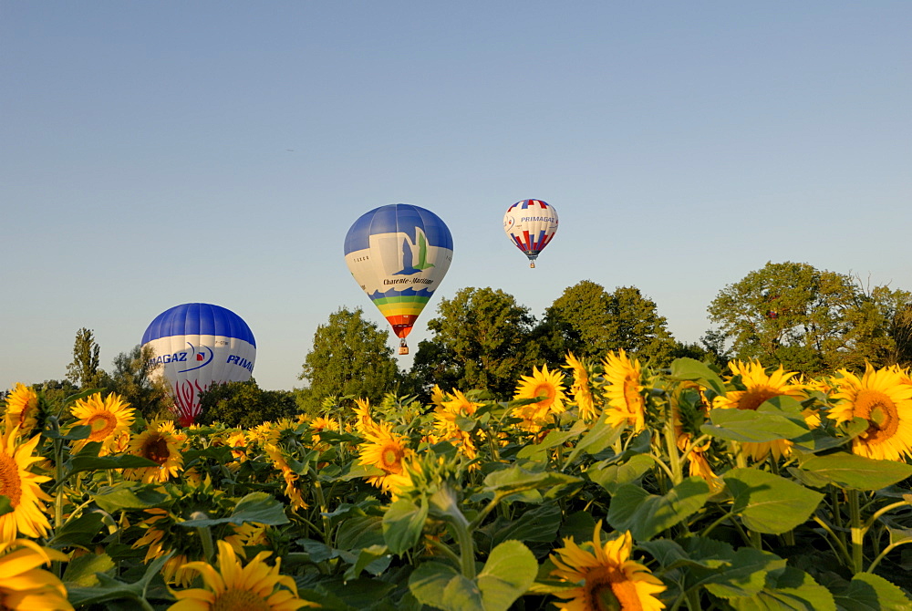 Hot air ballooning over fields of sunflowers in the early morning, Charente, France, Europe