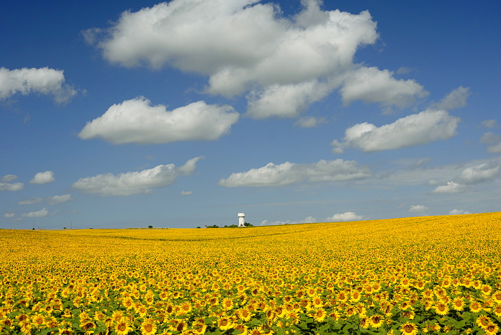 Field of sunflowers with water tower in distance, Charente, France, Europe