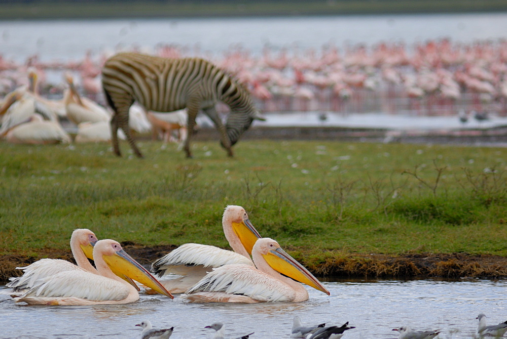 Lake Nakuru National Park, Kenya, East Africa, Africa