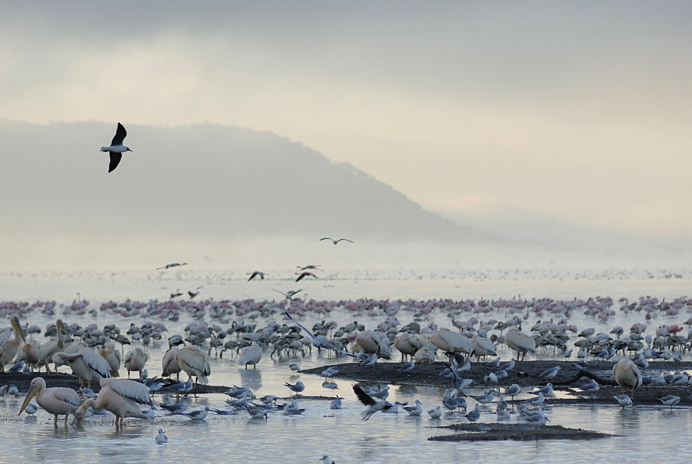 Lake Nakuru National Park, Kenya, East Africa, Africa