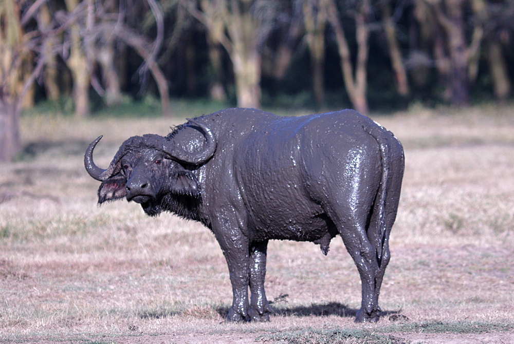 Lake Nakuru National Park, Kenya, East Africa, Africa