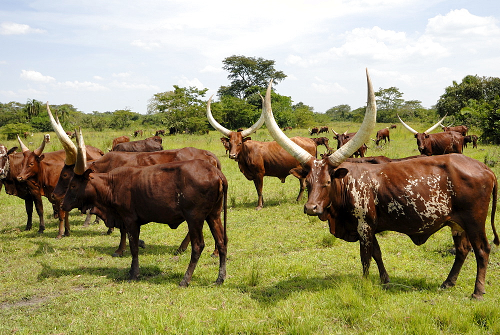 Ankole cows, Uganda, East Africa, Africa