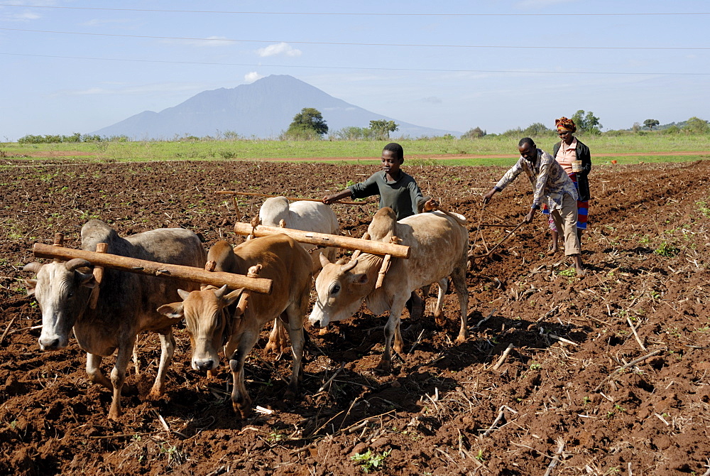 Ox plough, Mount Babati, Hanang, Tanzania, East Africa, Africa