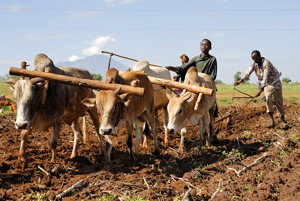 Ox plough, Mount Babati, Hanang, Tanzania, East Africa, Africa