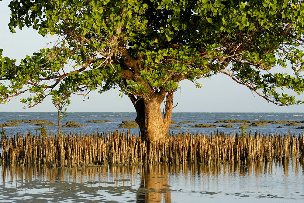 Mangroves, Sand Island, Tanzania, East Africa, Africa