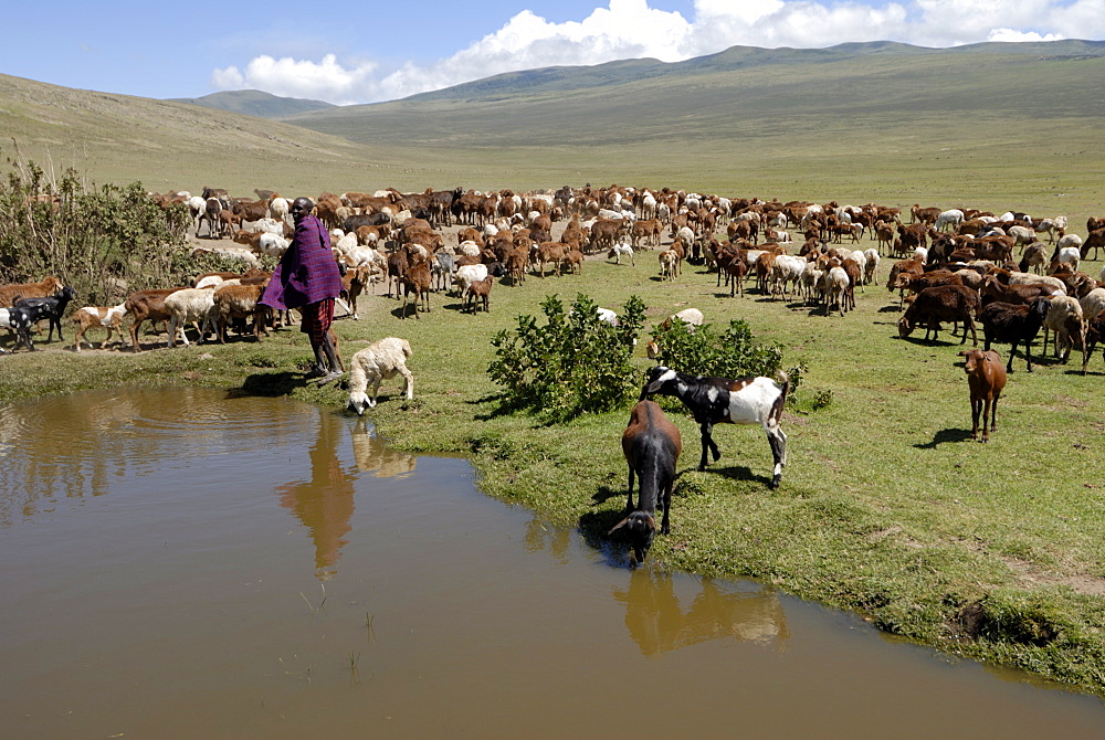 Ngorongoro Conservation Area, UNESCO World Heritage Site, Tanzania, East Africa, Africa