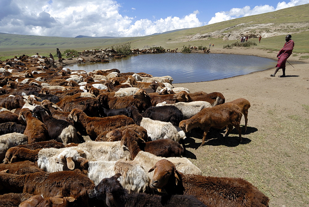 Ngorongoro Conservation Area, UNESCO World Heritage Site, Tanzania, East Africa, Africa