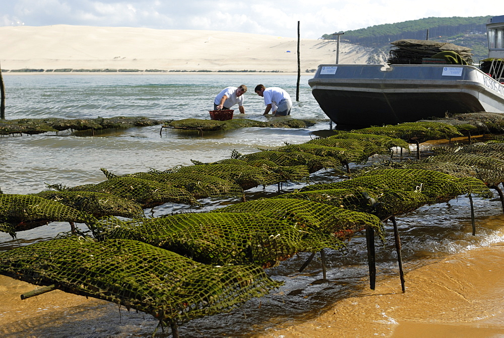 Oyster fishermen grading oysters with the Dune du Pyla in the background, Bay of Arcachon, Gironde, Aquitaine, France, Europe