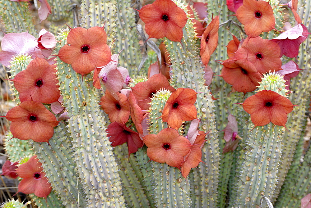 Hoodia lugardia, Botswana, Africa