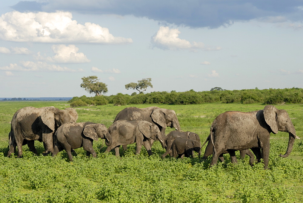 Group of elephants after mud bath, Chobe National Park, Botswana, Africa