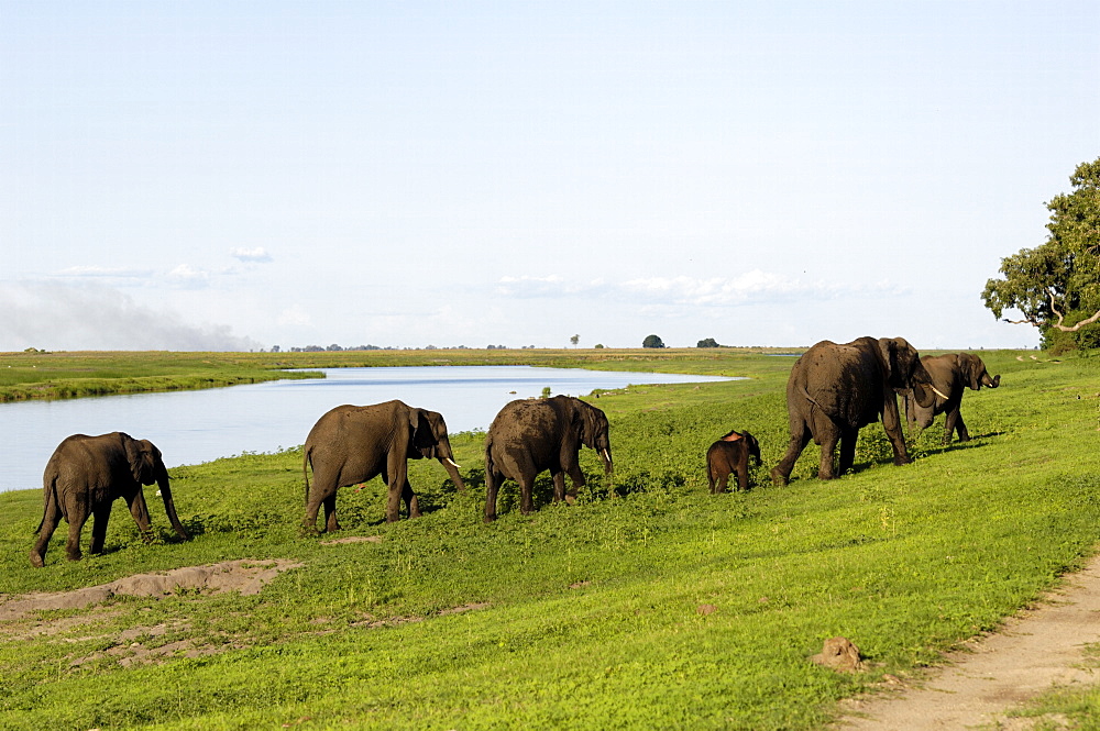 Elephants on river bank, Chobe National Park, Botswana, Africa