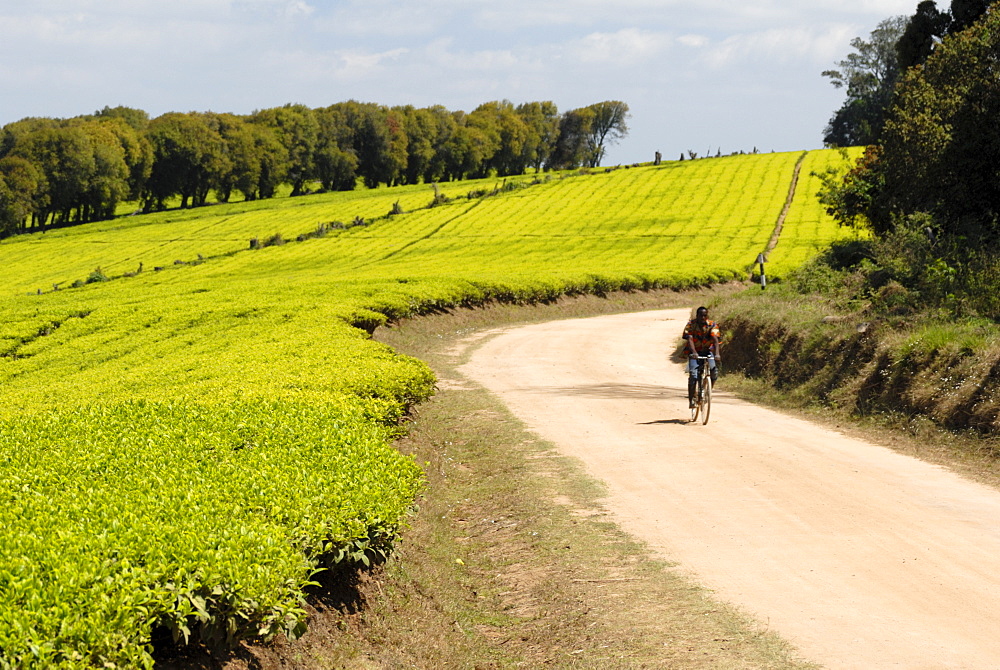 Tea plantation, Mufindi, Tanzania, East Africa, Africa