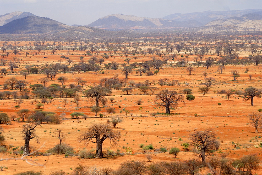 Masai steppe, near Arusha, Tanzania, East Africa, Africa