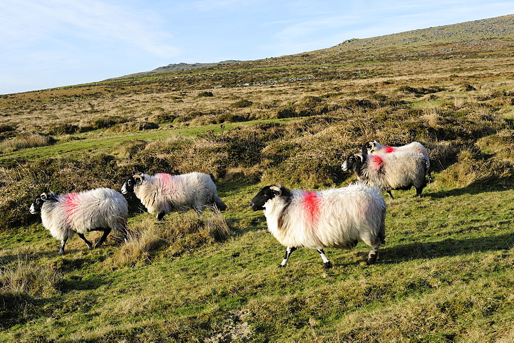 Dartmoor sheep at Merrivale, Dartmoor National Park, Devon, England, United Kingdom, Europe