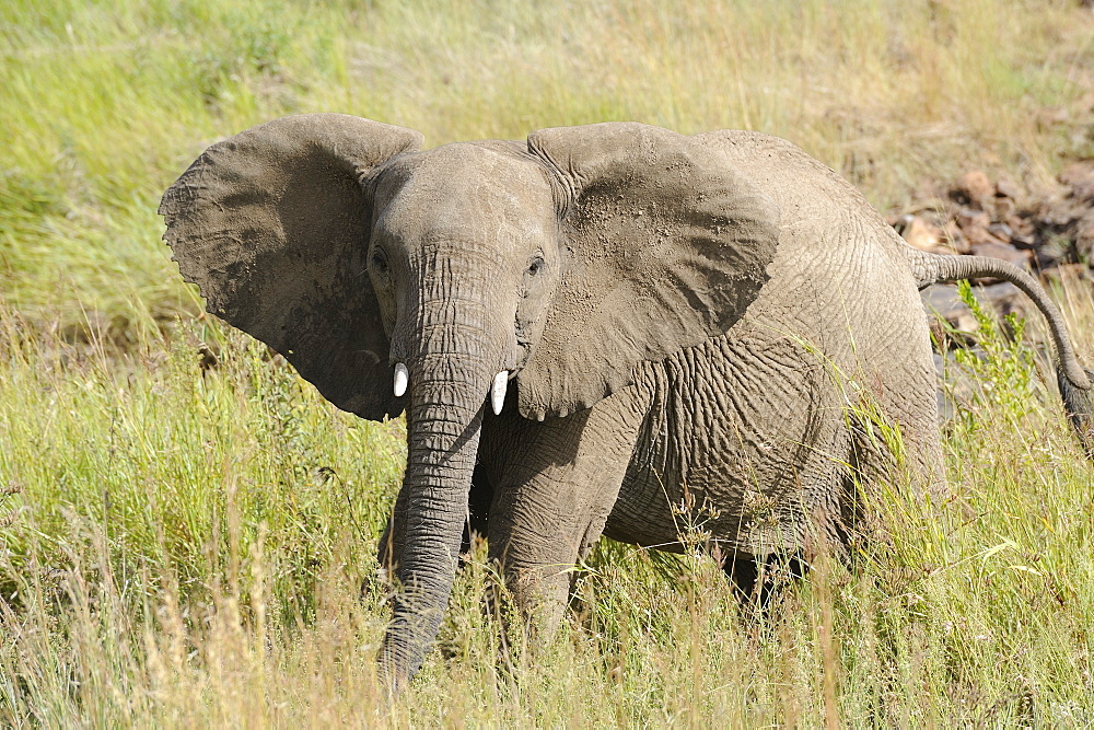 Elephant, Pilanesberg National Park, Sun City, South Africa, Africa