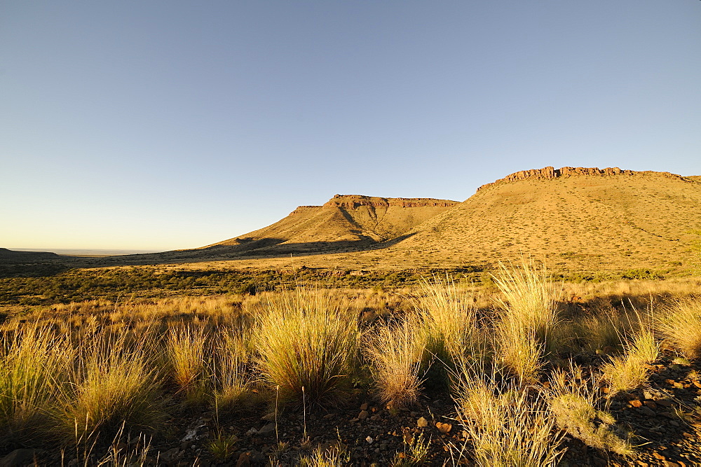 Early morning in the Karoo National Park, South Africa, Africa