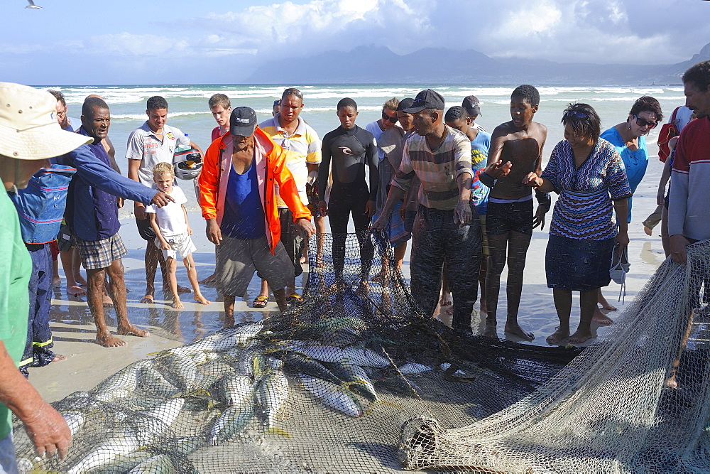 Fishermen inspecting catch, Muizenberg, Cape Province, South Africa, Africa