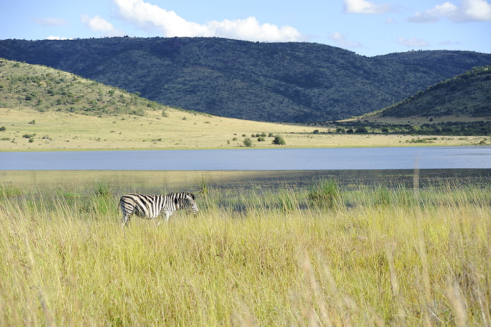 Zebra by lake, Pilanesberg National Park, Sun City, South Africa, Africa