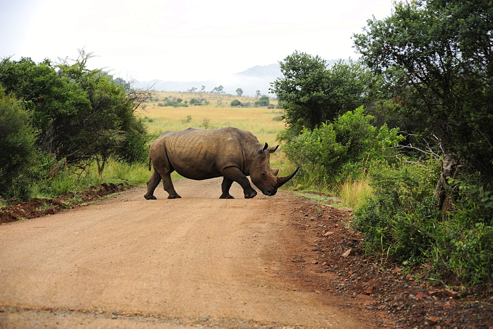 White rhino crossing path, Pilanesberg National Park, Sun City, South Africa, Africa