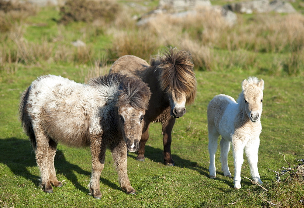 Ponies and foal on Dartmoor, Devon, England, United Kingdom, Europe