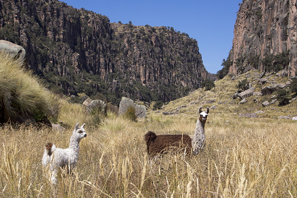 Alpaca and llama in the Andes, Peru, South America