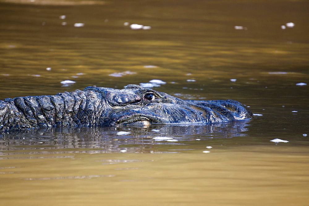 Large black cayman, Manu National Park, UNESCO World Heritage Site, Peru, South America