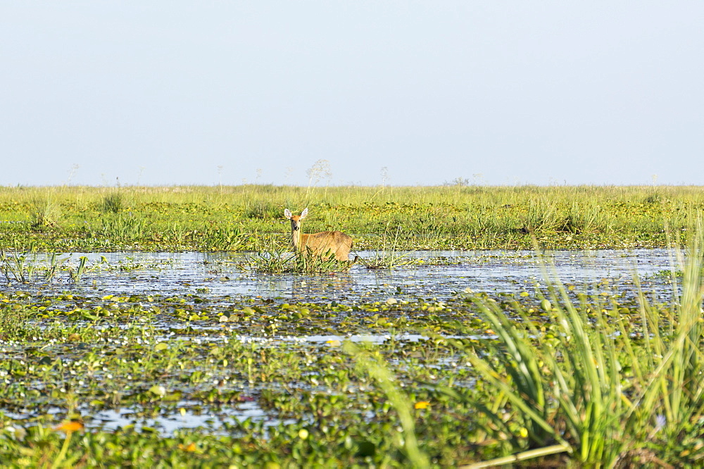 Rare pampas deer grazing in swamp, Ibera National Park, Argentina, South America