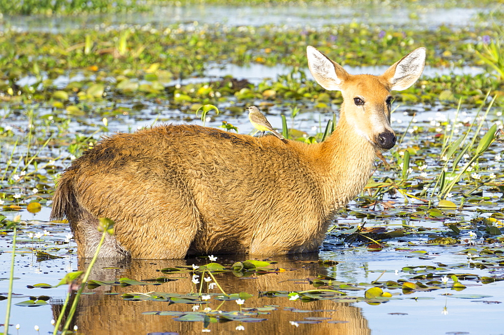 Rare pampas deer grazing in swamp, Ibera National Park, Argentina, South America