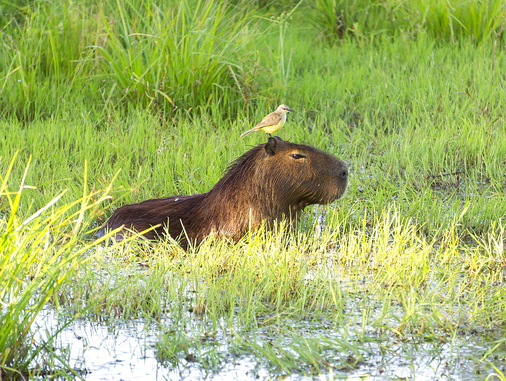 Capibara with bird on its head, Ibera Park, Argentina, South America