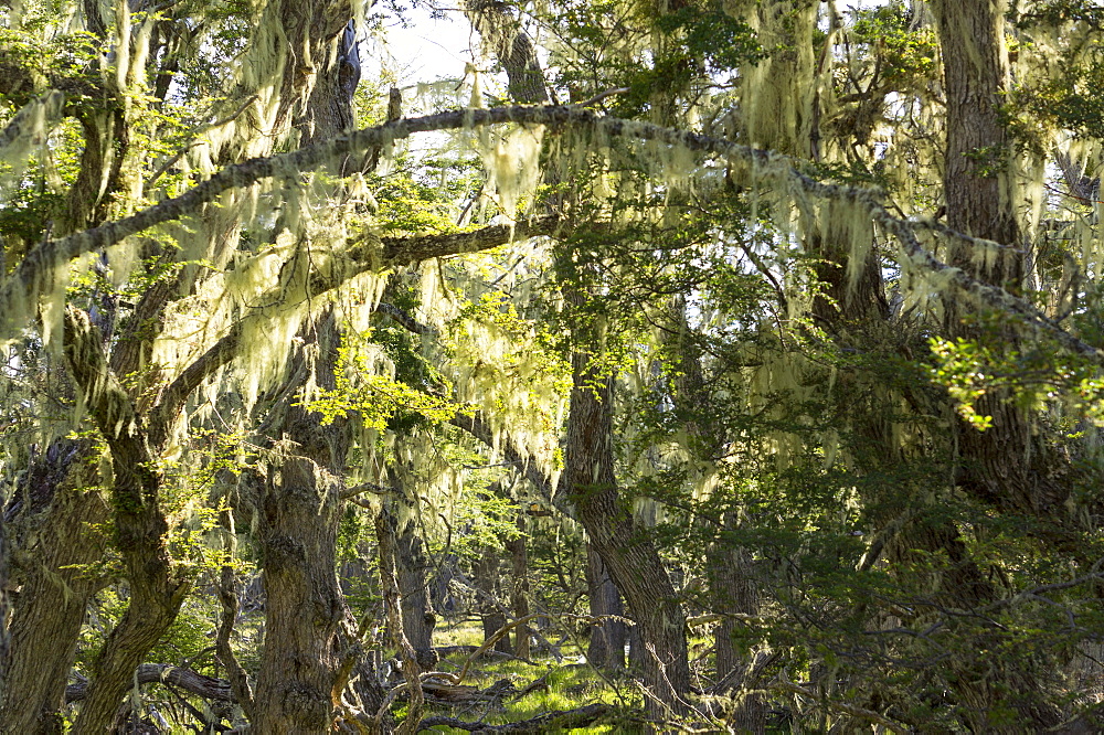 Fairytale forest, Tierra del Fuego, Argentina, South America