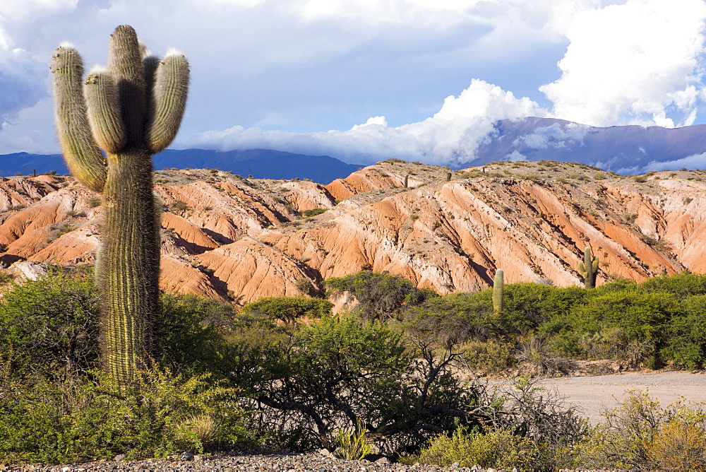 Candelabra cactus, Valle Tin Tin, Los Cardones Park, Argentina, South America