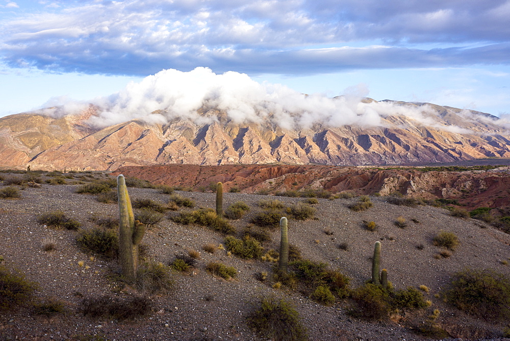 Candelabra cactus, Valle Tin Tin, Los Cardones Park, Argentina, South America