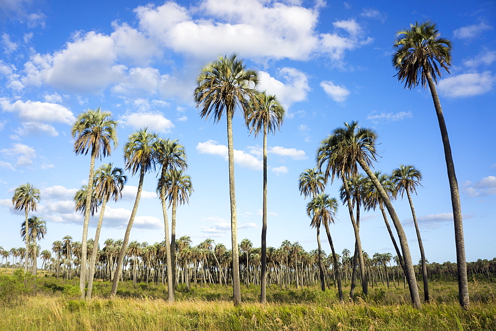 El Palmar Parque National, where the last palm yatay can be found, Argentina, South America