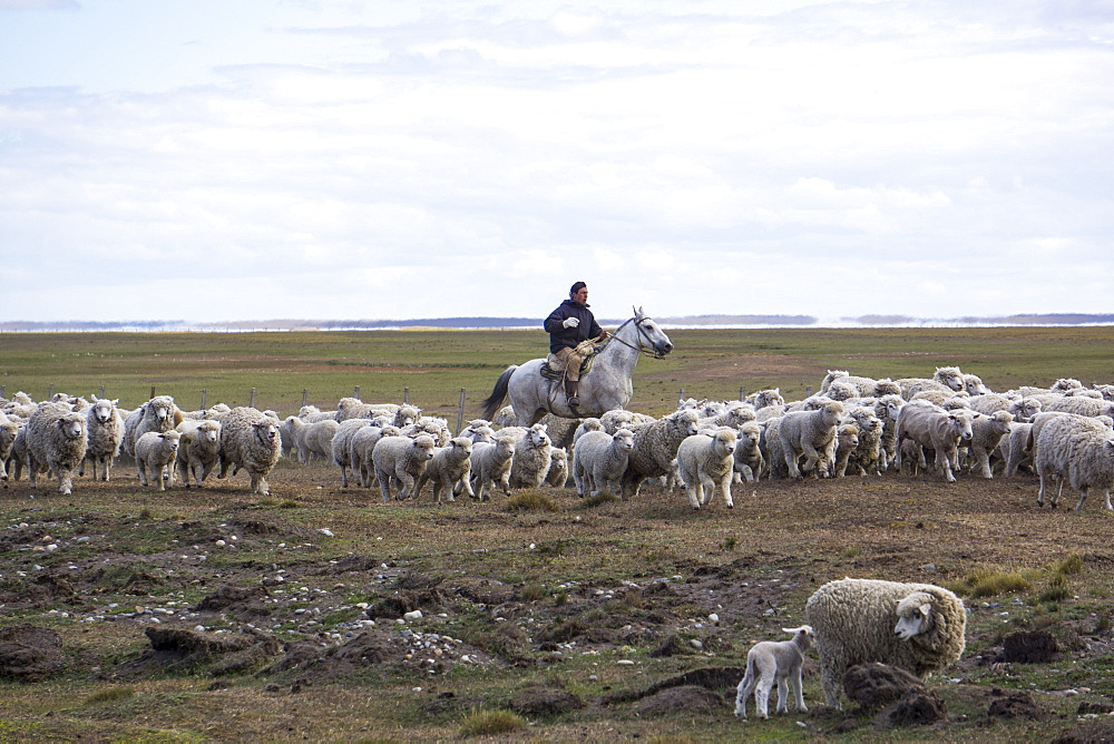 Gaucho on horse with flock of sheep, Tierra del Fuego, Argentina, South America