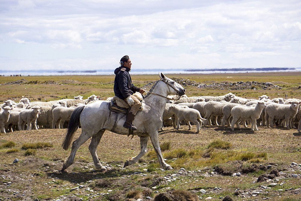 Gaucho on horse with flock of sheep, Tierra del Fuego, Argentina, South America