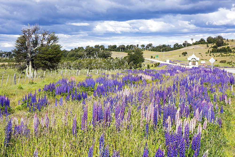 Lupins, Punta Arenas, Tierra del Fuego, Chile, South America