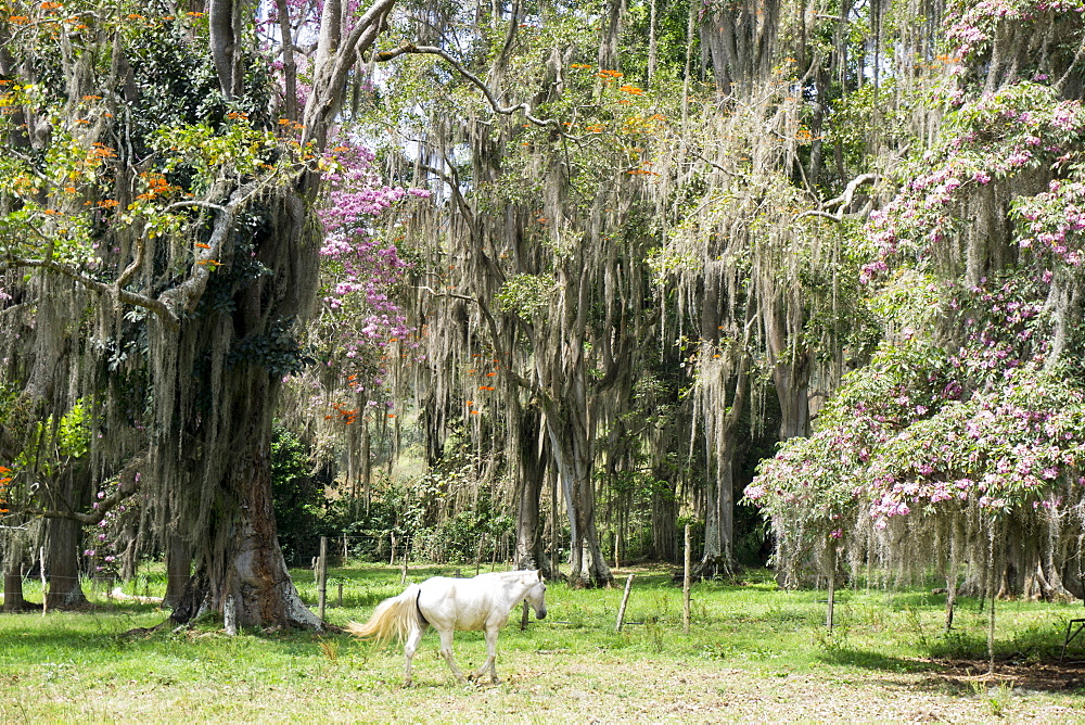 Dreamlike trees growing in the coffee region of Quindio UNESCO World Heritage Site, Colombia, South America