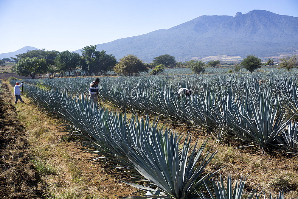 Tequila is made from the blue agave plant in the state of Jalisco and mostly around the city of Tequila, Jalisco, Mexico, North America