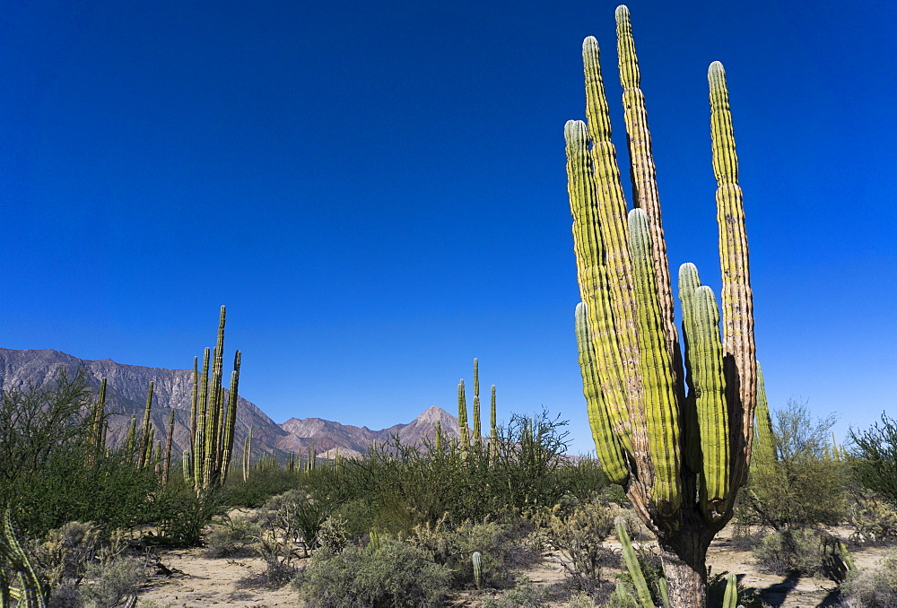 Cacti in dry desert like landscape, Baja California, Mexico, North America