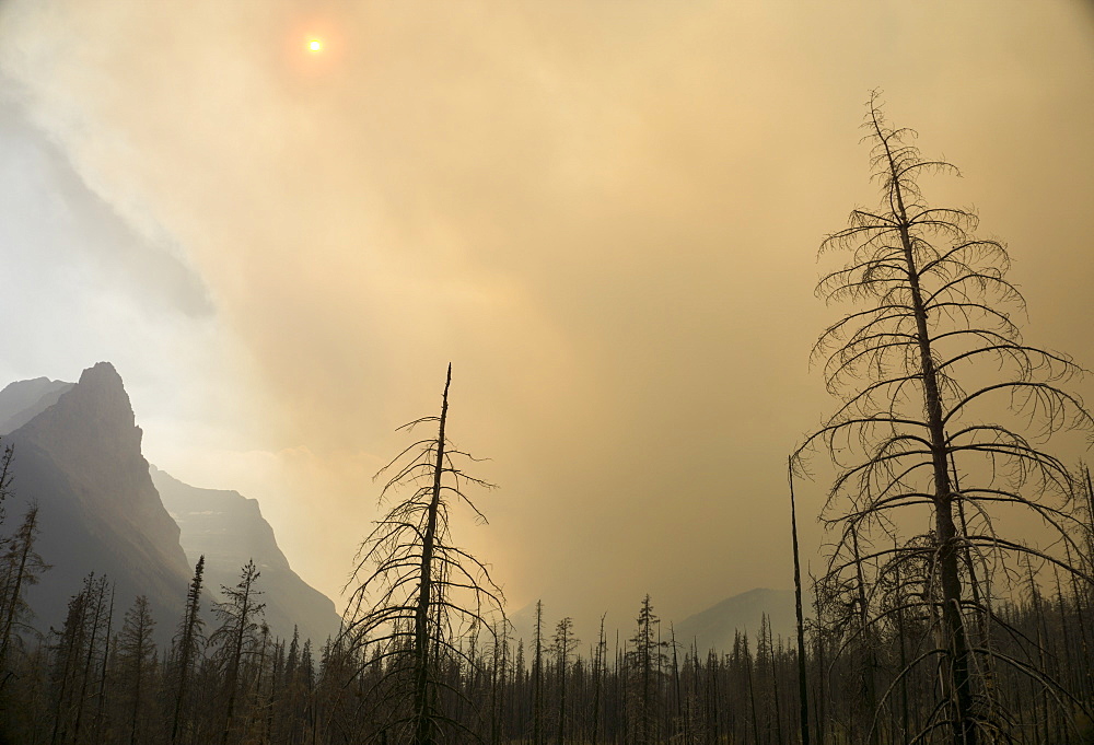 Forest fire, Glacier National Park, Montana, United States of America, North America