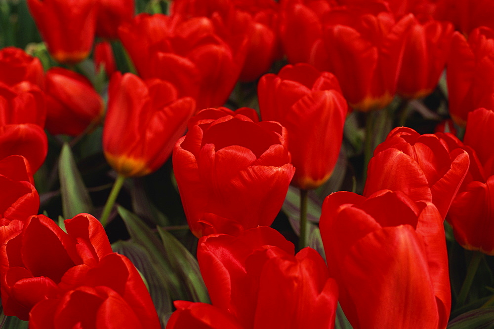 Tulips, Holland, Europe